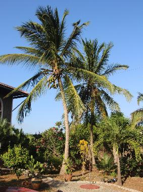 Appartement de vacances �/en/au Watamu (Coast)ou appartement ou maison de vacances