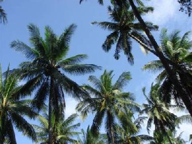 Appartement de vacances /en/au Zamboanguita (Dumaguete)ou appartement ou maison de vacances