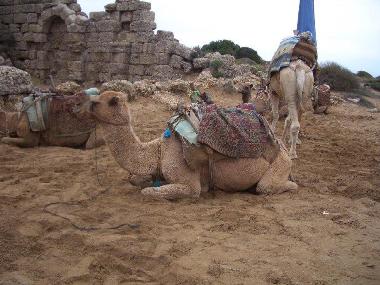 Maison de vacances �/en/au Near Antalya Side Manavgat Alanya (Antalya)ou appartement ou maison de vacances