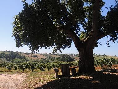 Maison de vacances /en/au B&B da Mata  (Oeste)ou appartement ou maison de vacances