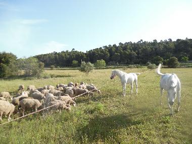 Chalet �/en/au AUPS (Var)ou appartement ou maison de vacances