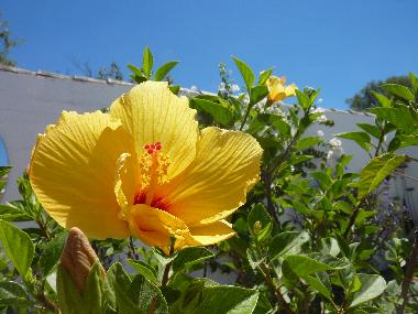 Maison de vacances /en/au Chiclana de la Frontera (Cdiz)ou appartement ou maison de vacances