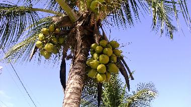 Maison de vacances �/en/au Barra do gil (Bahia)ou appartement ou maison de vacances