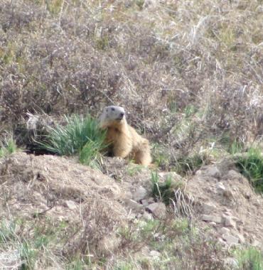 Appartement de vacances �/en/au LA SALLE LES ALPES (Hautes-Alpes)ou appartement ou maison de vacances