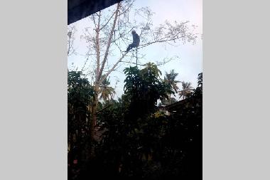 Maison de vacances �/en/au Panadura (Colombo)ou appartement ou maison de vacances