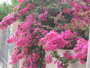 Appartement de vacances /en/au Tore del Pozzo (Oristano)ou appartement ou maison de vacances