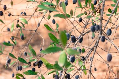 Maison de vacances �/en/au Quelfes (Algarve)ou appartement ou maison de vacances