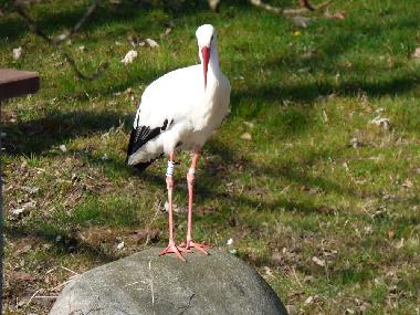 Appartement de vacances �/en/au Stosswihr (Haut-Rhin)ou appartement ou maison de vacances