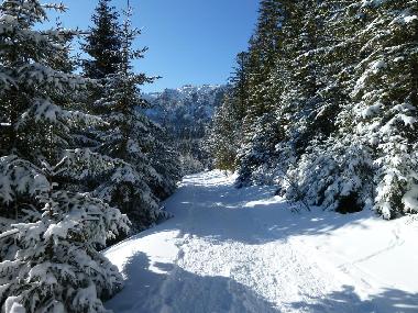 Appartement de vacances �/en/au Stosswihr (Haut-Rhin)ou appartement ou maison de vacances