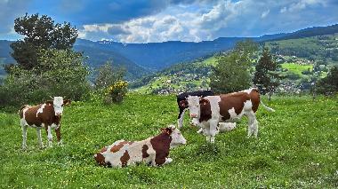 Appartement de vacances �/en/au Stosswihr (Haut-Rhin)ou appartement ou maison de vacances