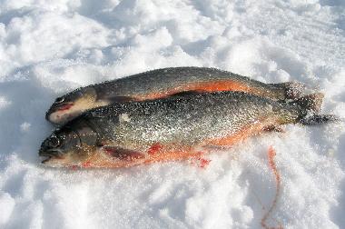 Maison de vacances �/en/au Svenstavik-Gal�bodarna (J�mtland)ou appartement ou maison de vacances