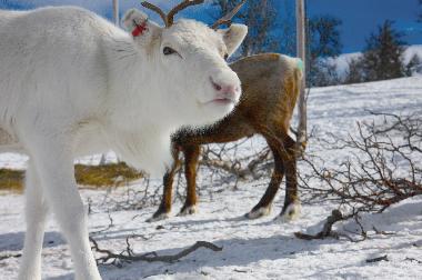 Maison de vacances �/en/au Svenstavik-Gal�bodarna (J�mtland)ou appartement ou maison de vacances