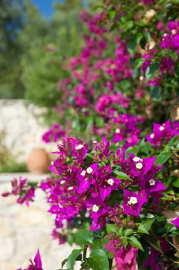 Appartement de vacances /en/au Mola Kaliva (Chalkidiki)ou appartement ou maison de vacances