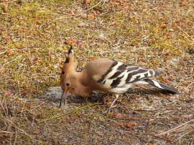 Maison de vacances /en/au Grayan L´Hopital (Gironde)ou appartement ou maison de vacances