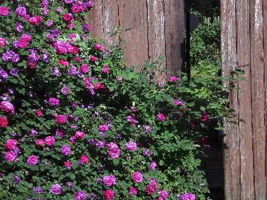 Appartement de vacances �/en/au Rheinsberg (Ostprignitz-Ruppin)ou appartement ou maison de vacances