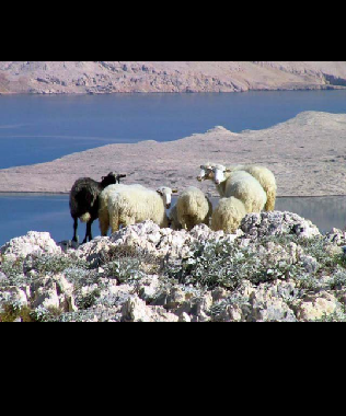 Appartement de vacances /en/au Pag (Zadarska)ou appartement ou maison de vacances