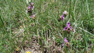 Appartement de vacances /en/au St Julien du Puy (Tarn)ou appartement ou maison de vacances