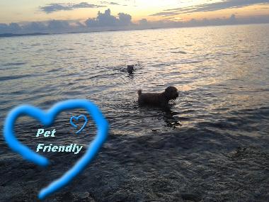 Appartement de vacances /en/au Petrcane,Zadar (Zadarska)ou appartement ou maison de vacances