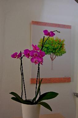 Maison de vacances �/en/au Chania (Chania)ou appartement ou maison de vacances