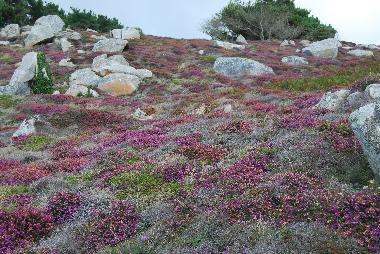 Maison de vacances �/en/au Ploz�vet (Finist�re)ou appartement ou maison de vacances