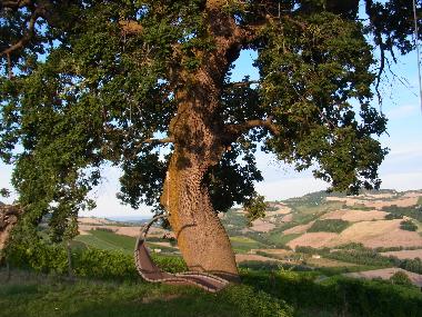 Maison de vacances �/en/au Montefiore dell