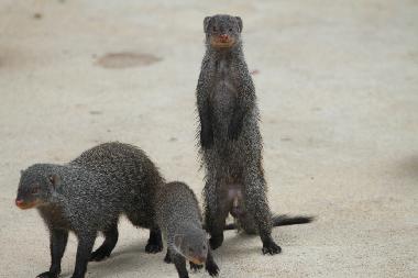 Maison de vacances �/en/au Marloth Park (Mpumalanga)ou appartement ou maison de vacances