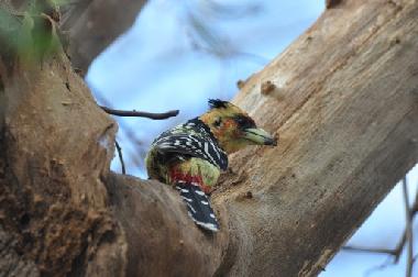Maison de vacances �/en/au Marloth Park (Mpumalanga)ou appartement ou maison de vacances
