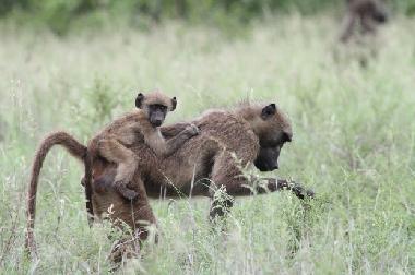 Maison de vacances �/en/au Marloth Park (Mpumalanga)ou appartement ou maison de vacances