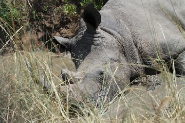 Maison de vacances �/en/au Marloth Park (Mpumalanga)ou appartement ou maison de vacances