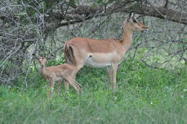 Maison de vacances �/en/au Marloth Park (Mpumalanga)ou appartement ou maison de vacances