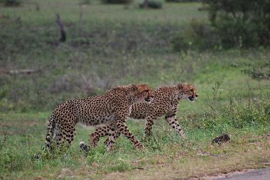 Maison de vacances �/en/au Marloth Park (Mpumalanga)ou appartement ou maison de vacances