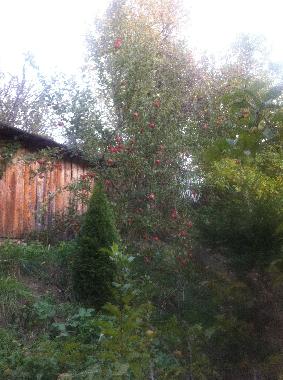 Maison de vacances �/en/au Shiroka Laka-Solishta (Smolyan)ou appartement ou maison de vacances