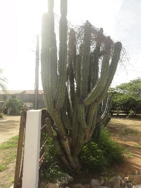 Maison de vacances �/en/au Noord (Aruba)ou appartement ou maison de vacances