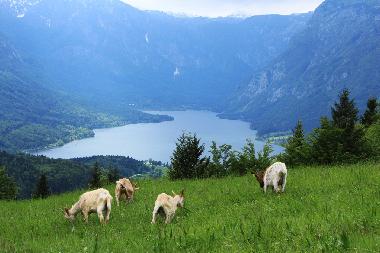 Villa �/en/au Bohinj (Bohinj)ou appartement ou maison de vacances