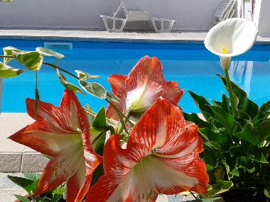 Appartement de vacances /en/au 52440 POREC (Istarska)ou appartement ou maison de vacances