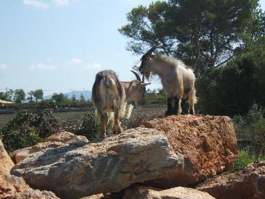 Maison de vacances /en/au Can Picafort/ Santa Margalida (Mallorca)ou appartement ou maison de vacances