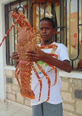 Maison de vacances �/en/au Morro / Maio (Maio)ou appartement ou maison de vacances