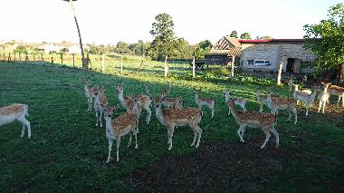 Appartement de vacances /en/au Topczewo (Podlaskie)ou appartement ou maison de vacances