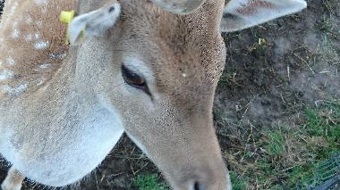 Appartement de vacances /en/au Topczewo (Podlaskie)ou appartement ou maison de vacances