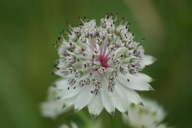 Villa /en/au Nunziata di Mascali (Catania)ou appartement ou maison de vacances