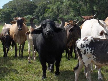 Maison de vacances �/en/au Villeta (Central)ou appartement ou maison de vacances