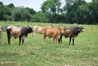 Maison de vacances �/en/au Villeta (Central)ou appartement ou maison de vacances