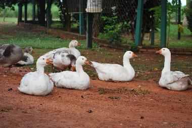Maison de vacances �/en/au Villeta (Central)ou appartement ou maison de vacances