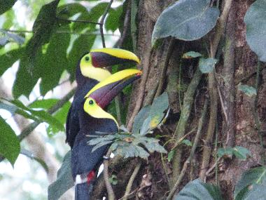 Toucans in the property, toucans dans la propri�t�, toucanes en la propriedad