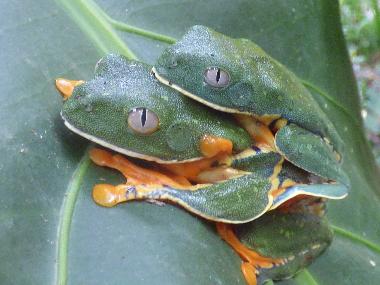 We will soon have babies frogs! Nous aurons bient�t des b�b�s grenouilles! Muy pronto, tendremos ran
