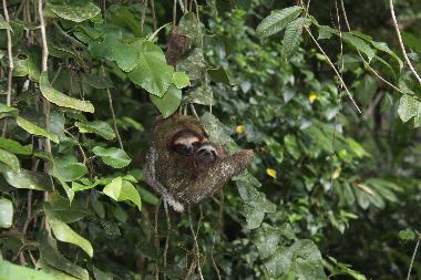 Maison de vacances �/en/au Puerto Viejo/Cocles (Limon)ou appartement ou maison de vacances