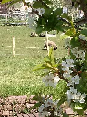 Maison de vacances �/en/au Faucompierre (Vosges)ou appartement ou maison de vacances