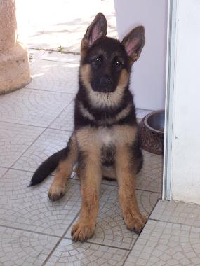 Villa /en/au Les Issambres (Var)ou appartement ou maison de vacances