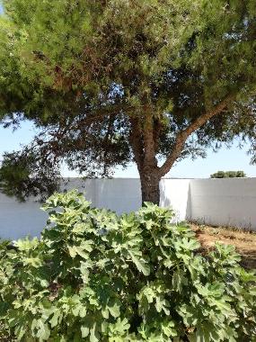 Maison de vacances �/en/au san pietro in bevagna (Taranto)ou appartement ou maison de vacances