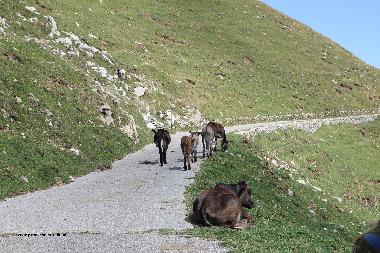 Chalet �/en/au porlezza (Como)ou appartement ou maison de vacances